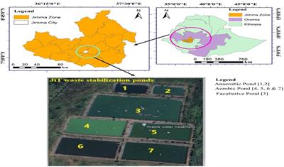 Heavy metals in wastewater and fish collected from waste stabilization pond and human health risks in southwestern Ethiopia
